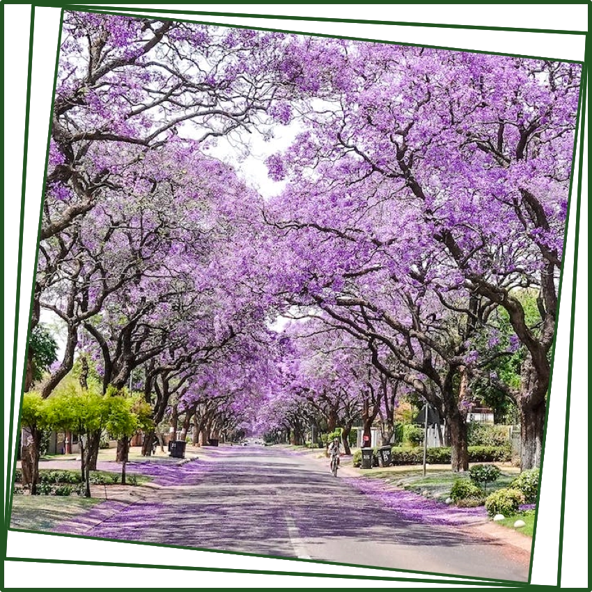 pretoria-splash