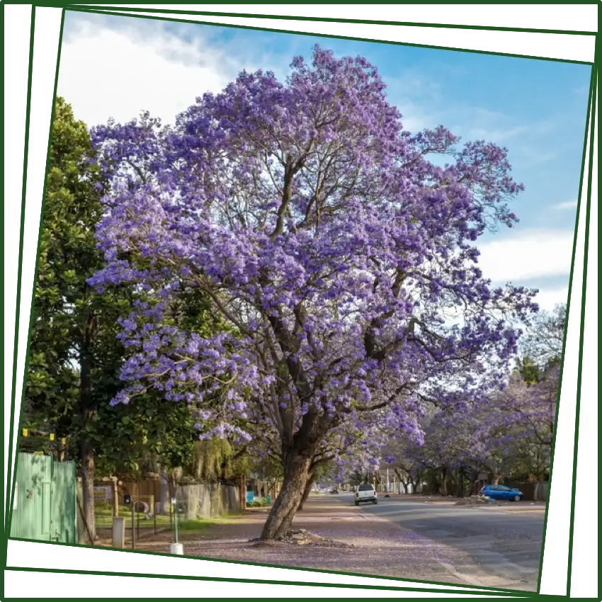 polokwane-splash